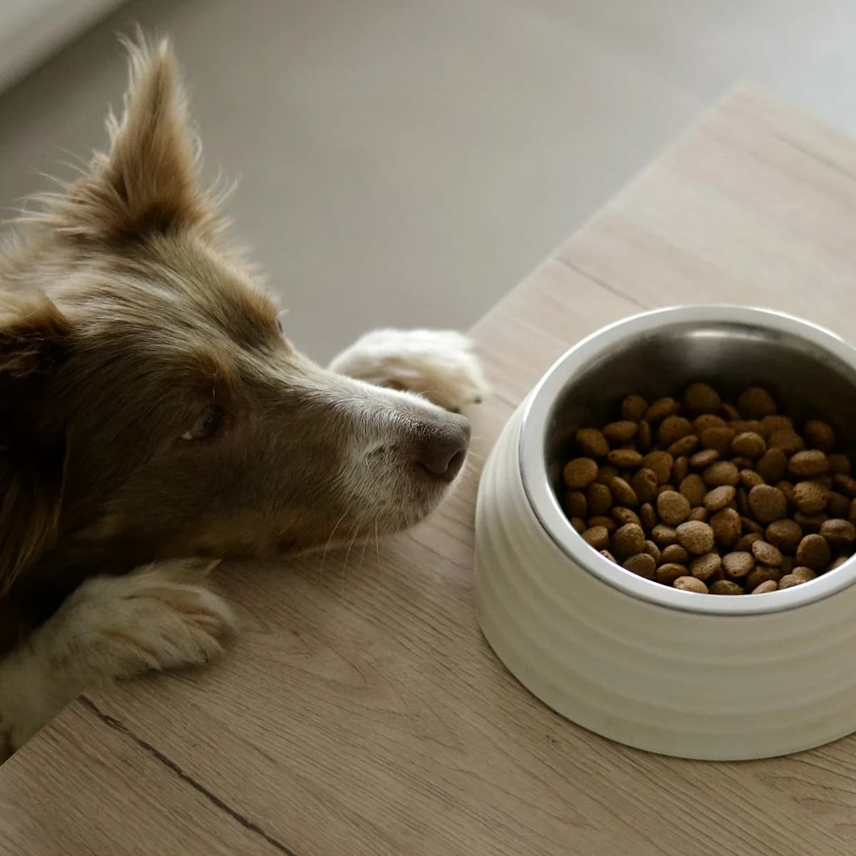 Pet bowls & feeders